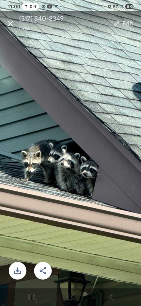 Macatawa Animal Removal