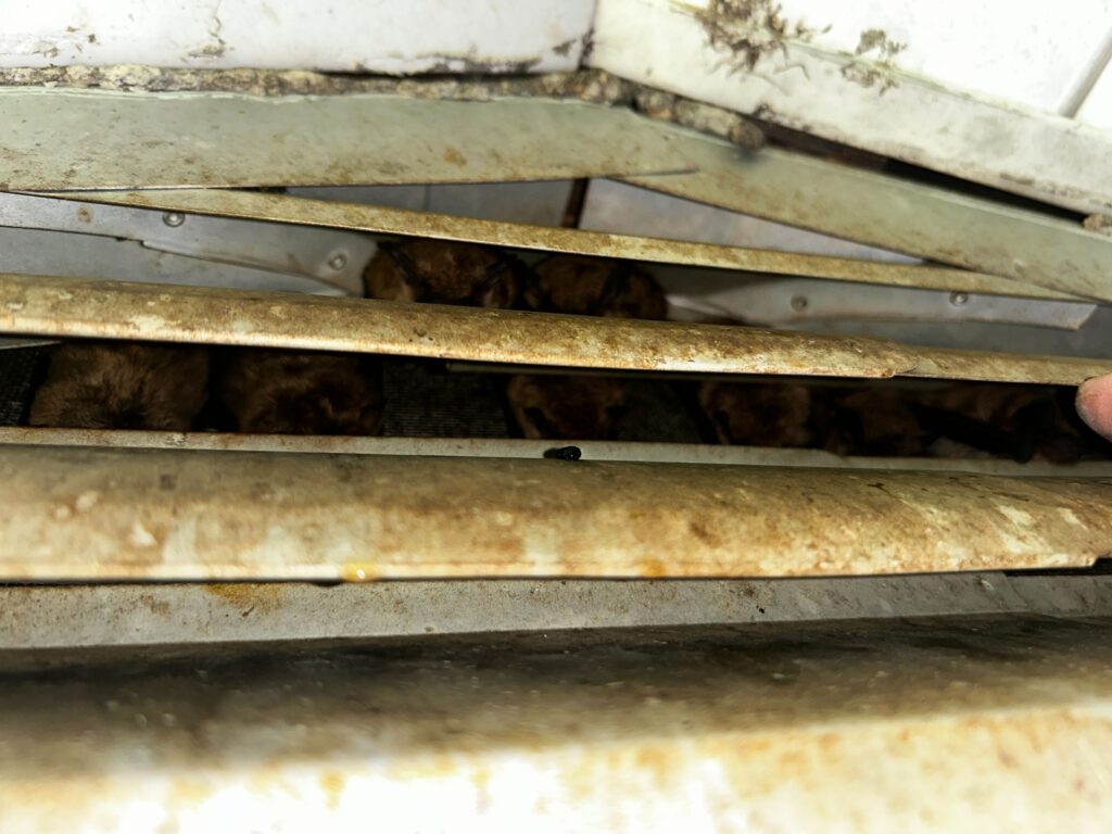 Macatawa Animal Removal