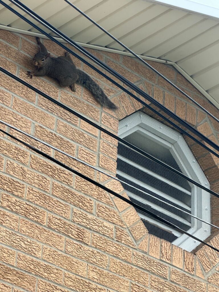 Macatawa Animal Removal