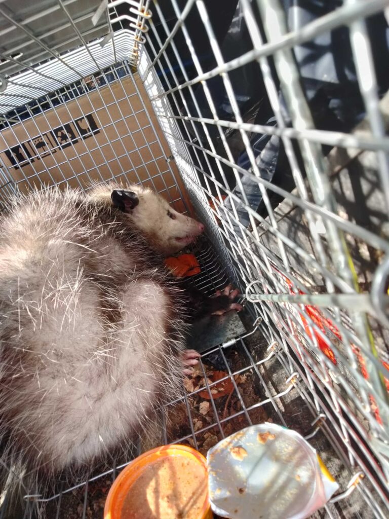 Macatawa Animal Removal